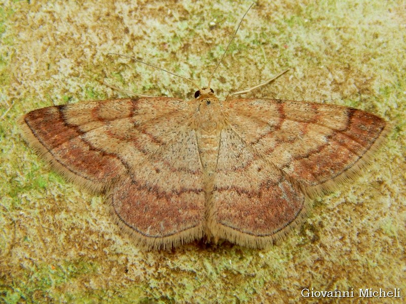 Scopula rubiginata